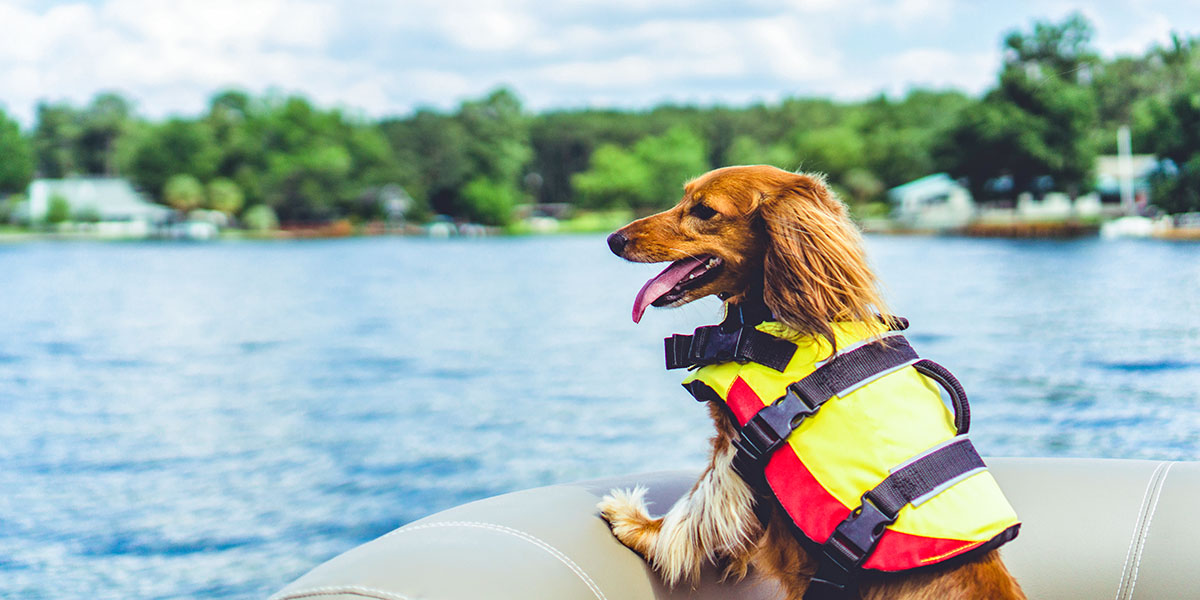 洋楽 Rup Dog Onboard Dog Accessories to Keep Your Pup Comfortable – Boatmart Blog